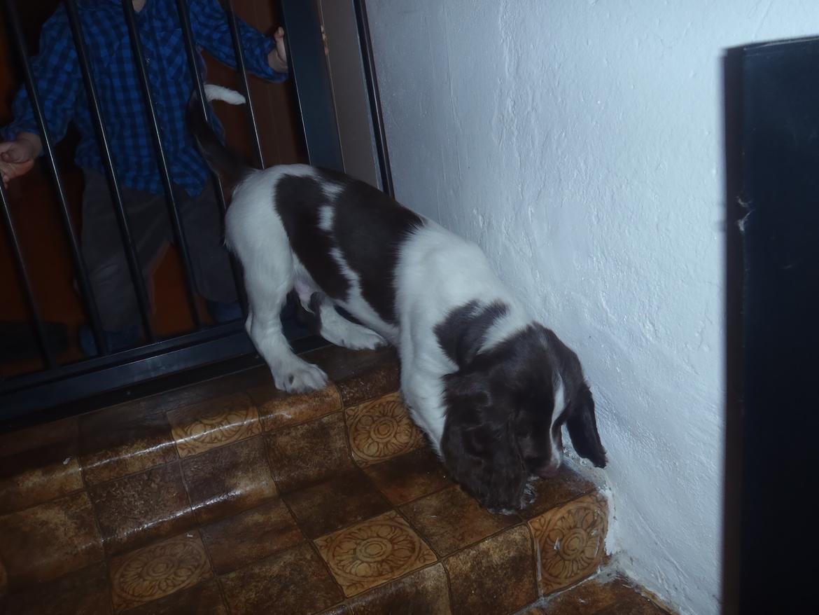 Engelsk springer spaniel Abilds Albert (Asger) billede 23
