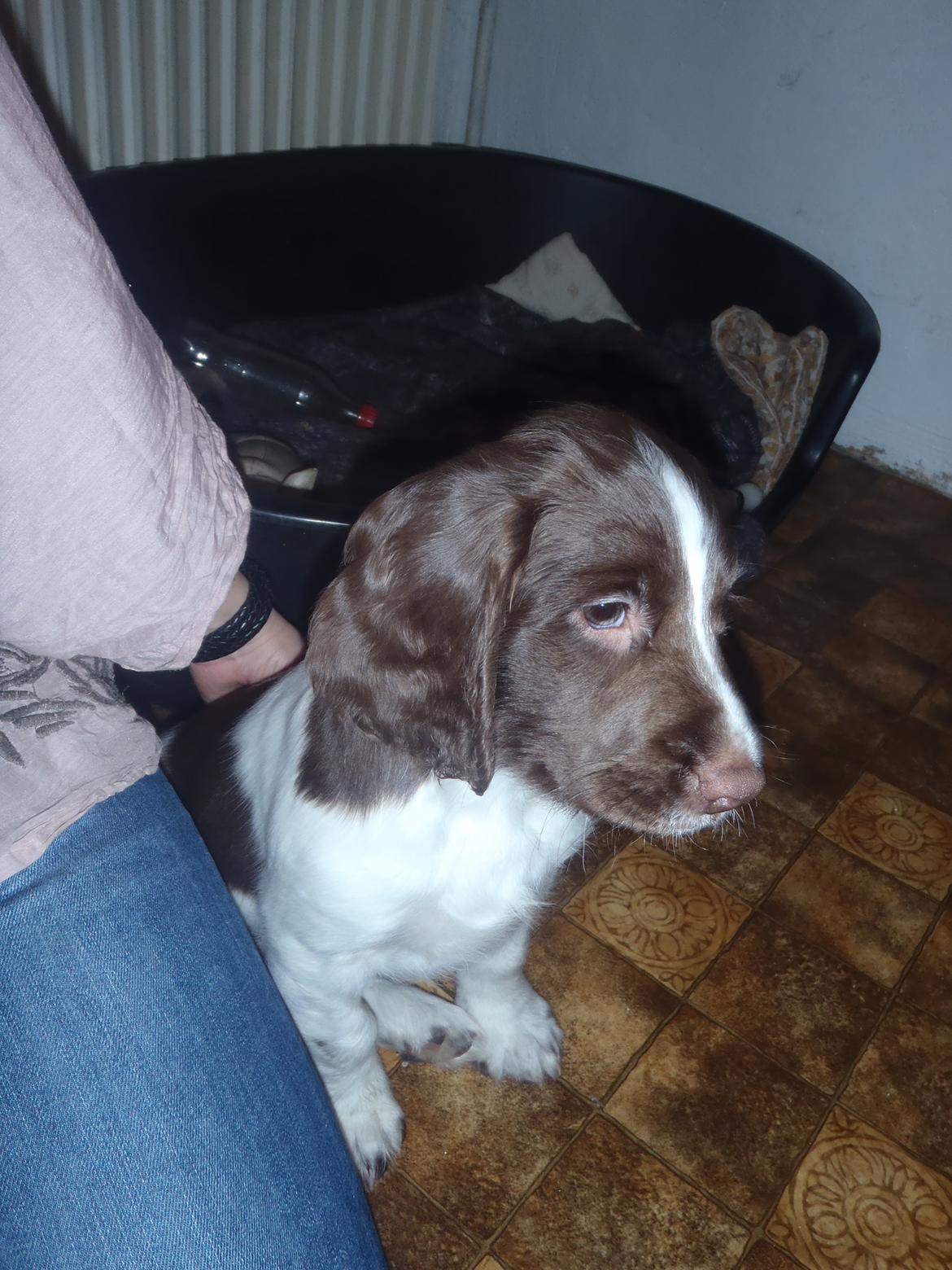 Engelsk springer spaniel Abilds Albert (Asger) billede 24