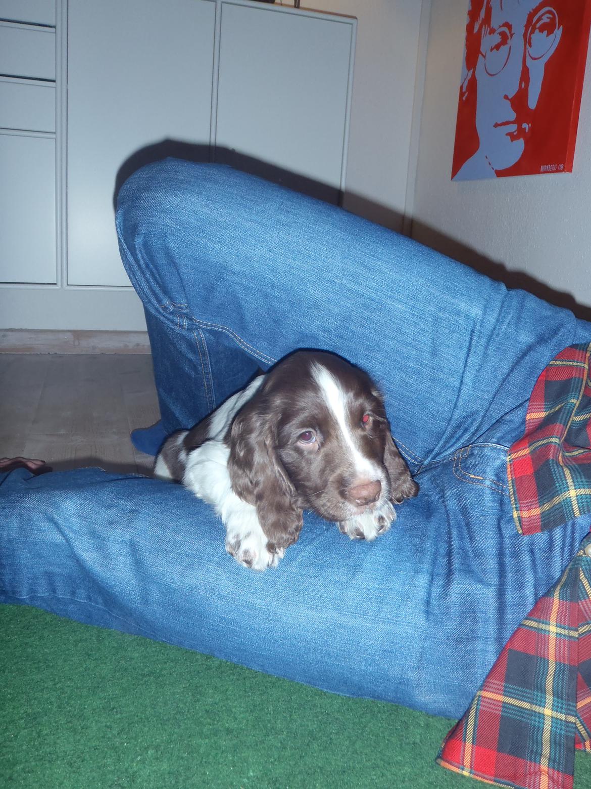 Engelsk springer spaniel Abilds Albert (Asger) billede 16
