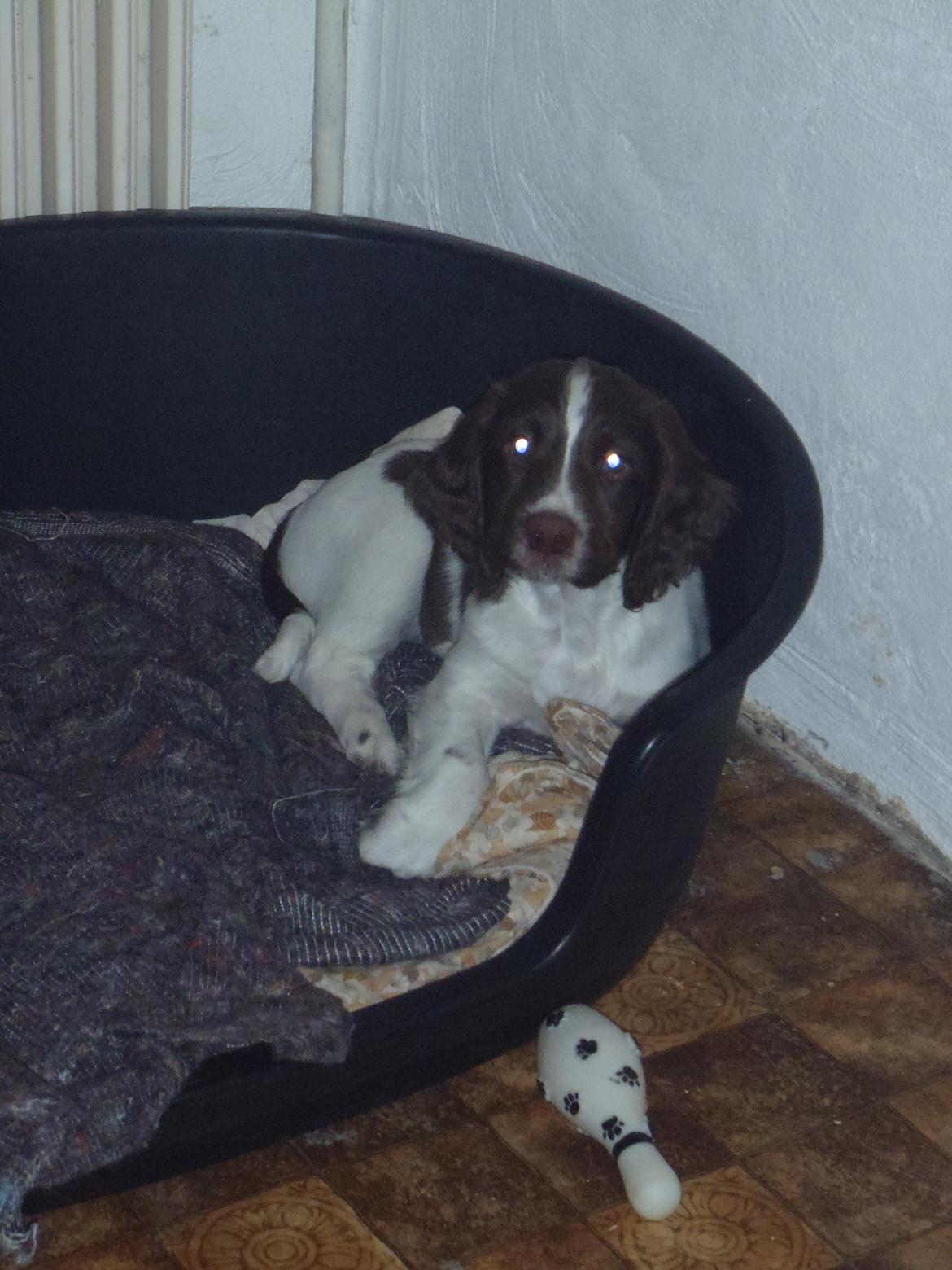 Engelsk springer spaniel Abilds Albert (Asger) billede 26