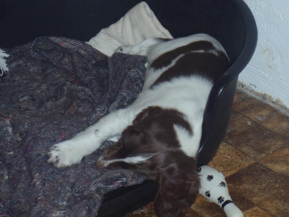 Engelsk springer spaniel Abilds Albert (Asger) billede 27