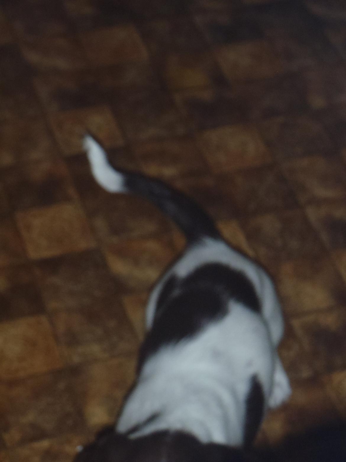 Engelsk springer spaniel Abilds Albert (Asger) billede 25