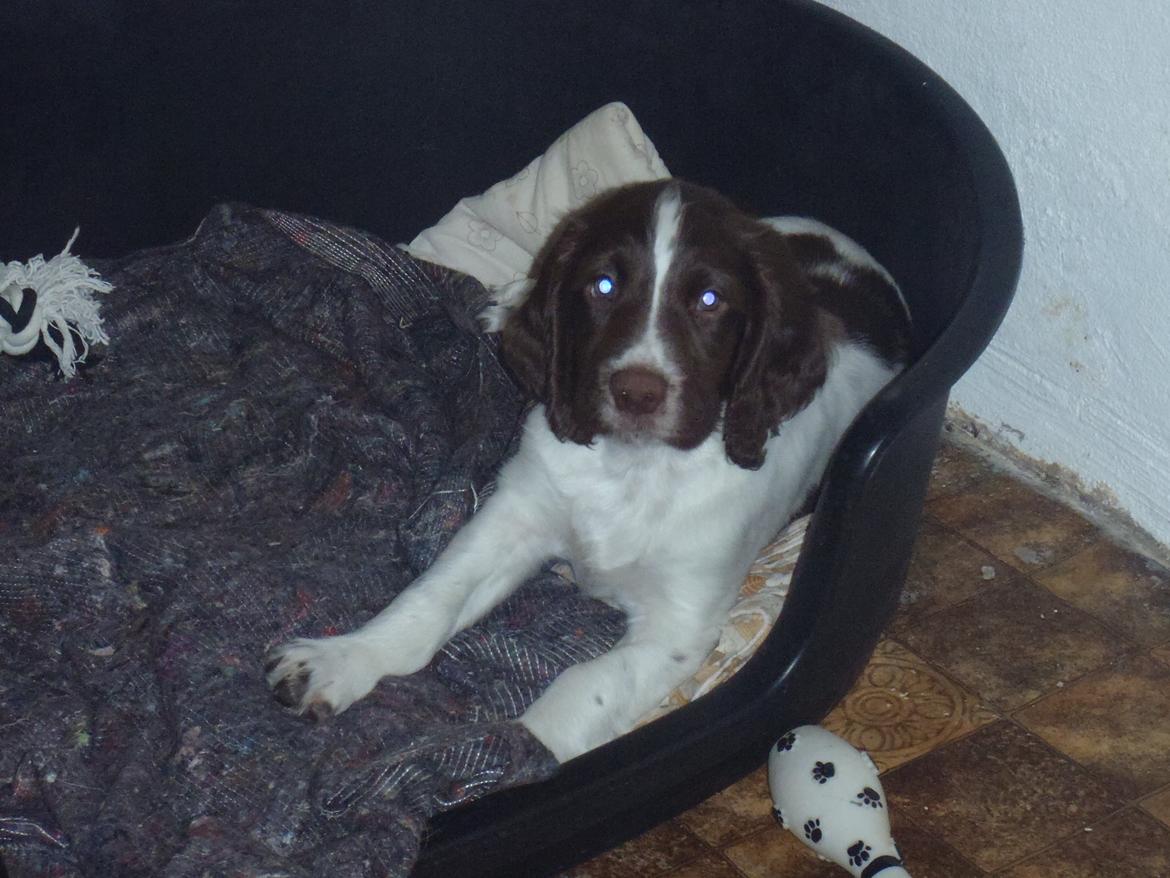 Engelsk springer spaniel Abilds Albert (Asger) billede 28