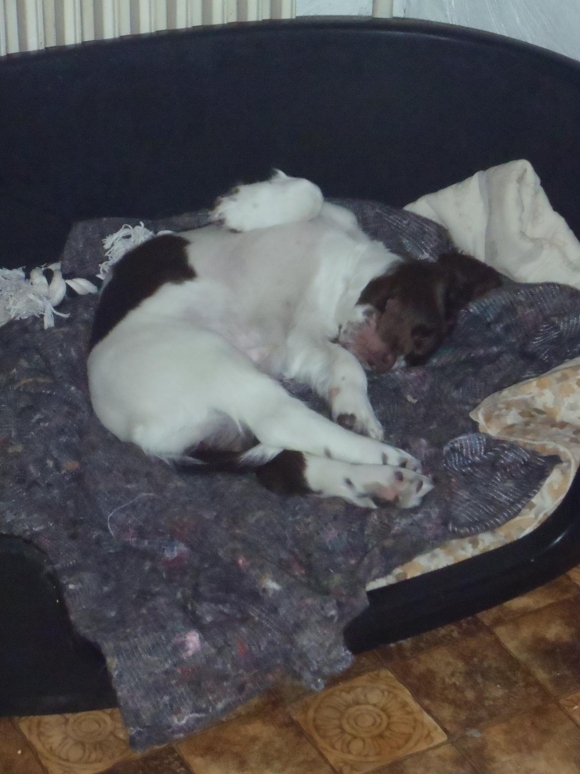 Engelsk springer spaniel Abilds Albert (Asger) billede 30