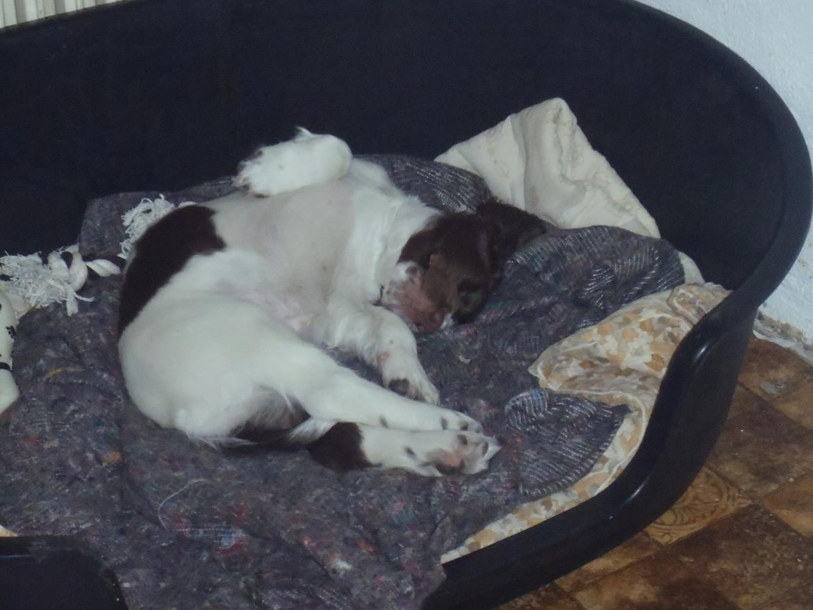 Engelsk springer spaniel Abilds Albert (Asger) billede 29