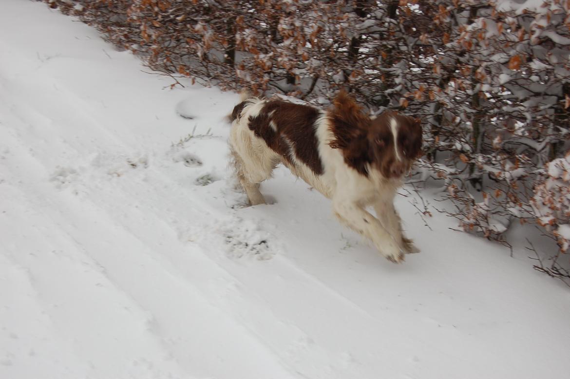 Engelsk springer spaniel Abilds Albert (Asger) billede 31