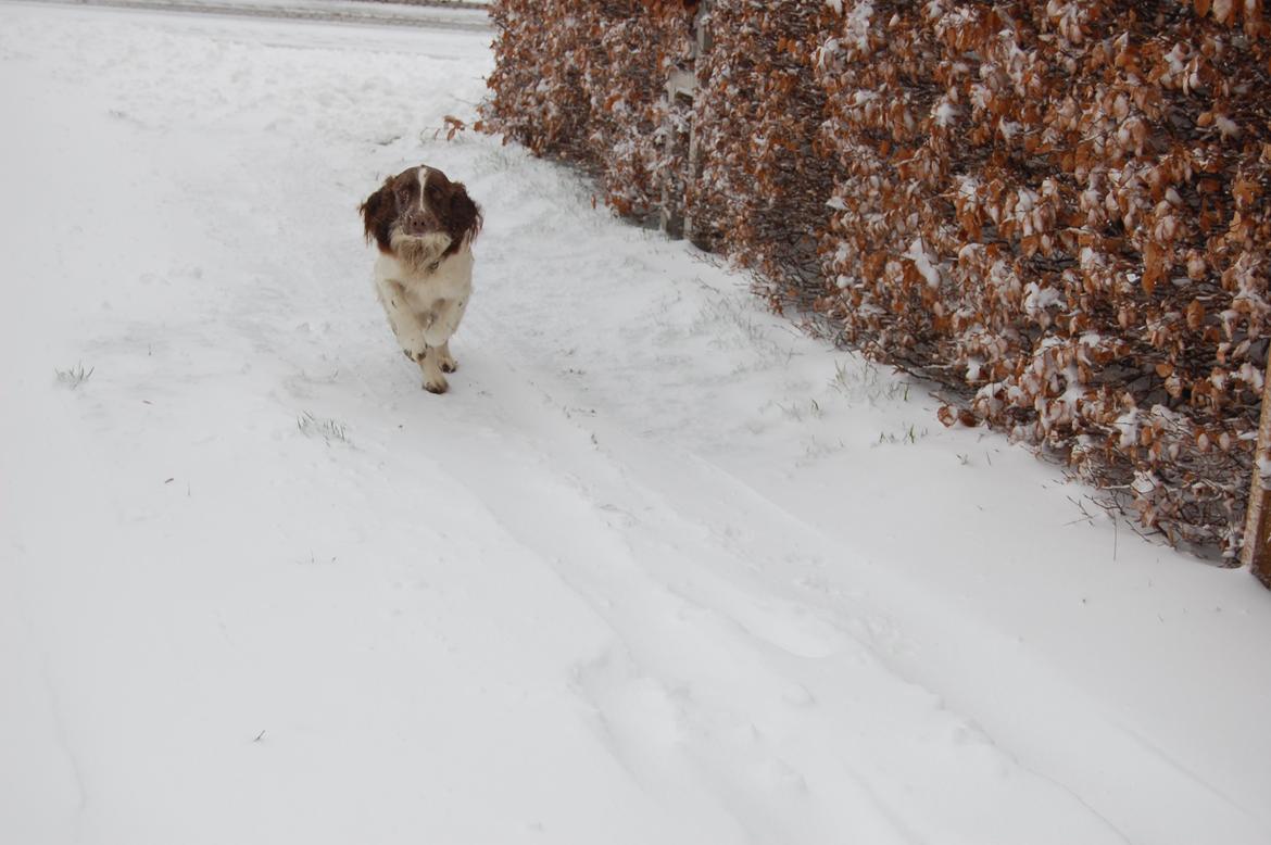 Engelsk springer spaniel Abilds Albert (Asger) billede 33