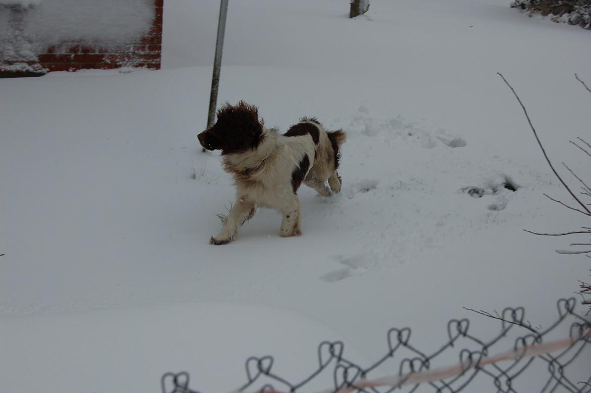 Engelsk springer spaniel Abilds Albert (Asger) billede 34