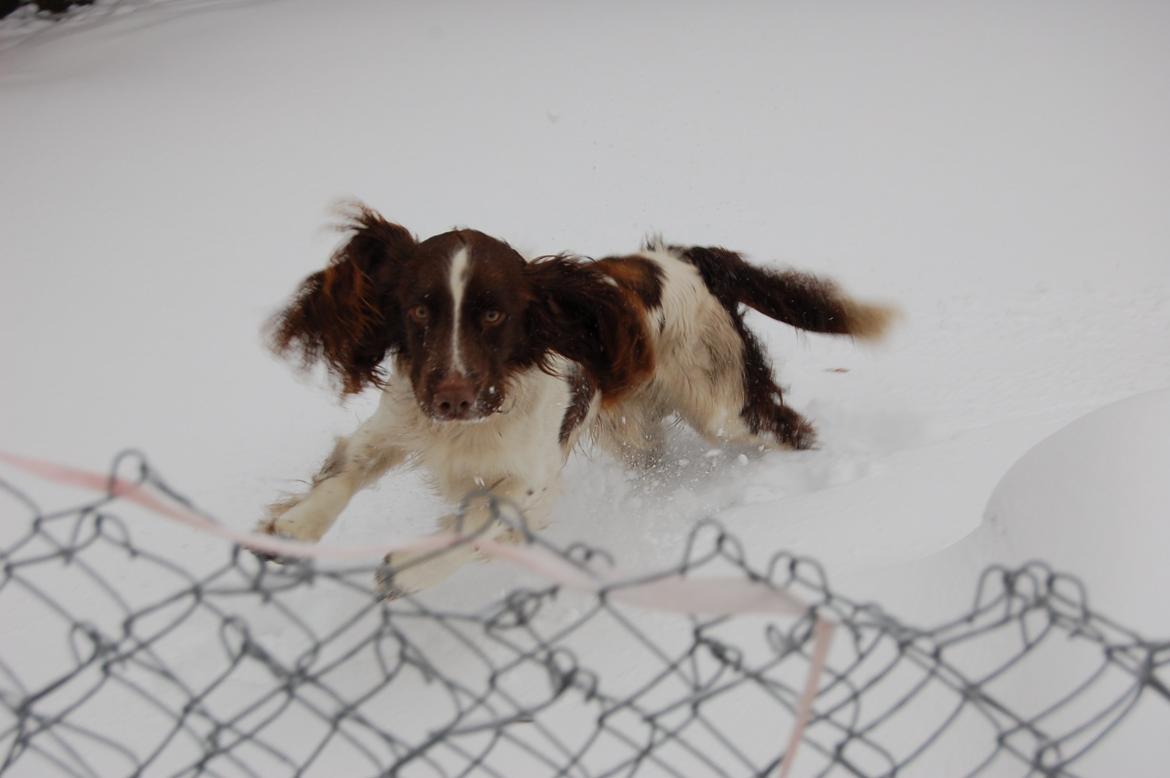 Engelsk springer spaniel Abilds Albert (Asger) billede 35