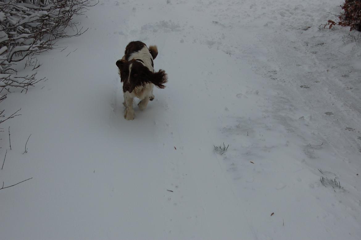 Engelsk springer spaniel Abilds Albert (Asger) billede 36
