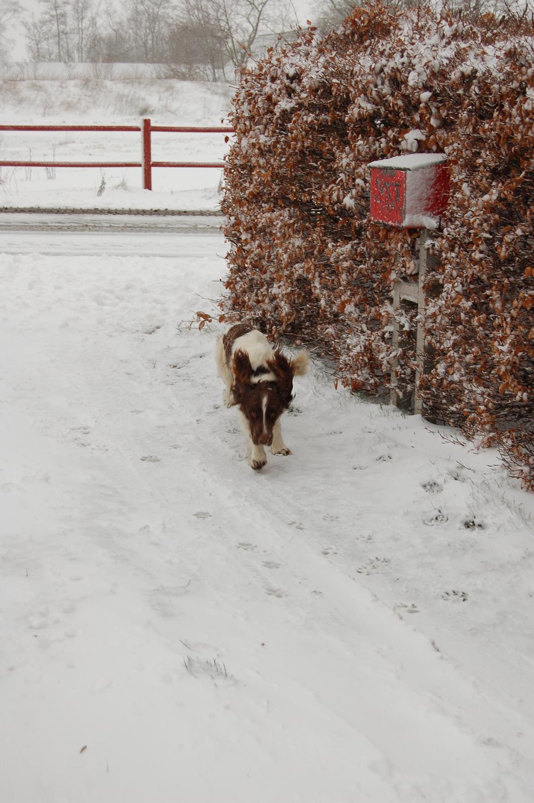 Engelsk springer spaniel Abilds Albert (Asger) billede 37