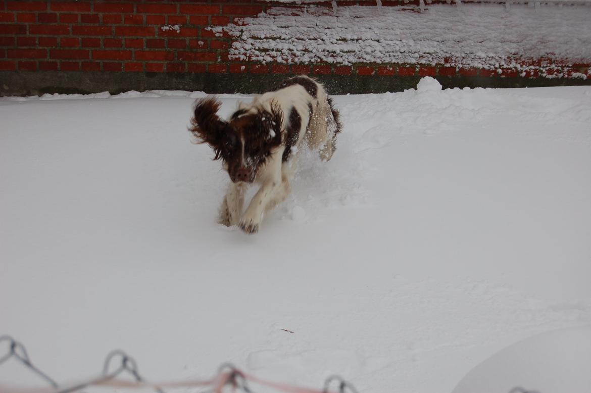 Engelsk springer spaniel Abilds Albert (Asger) billede 38