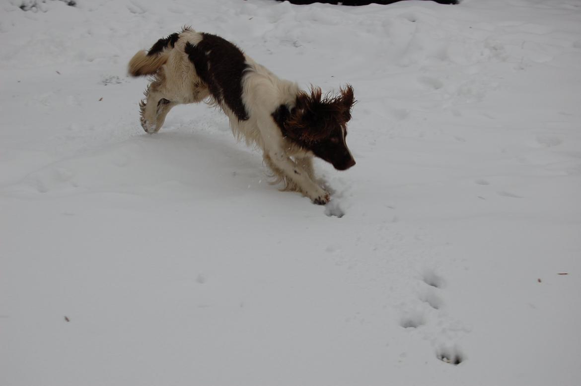Engelsk springer spaniel Abilds Albert (Asger) billede 39