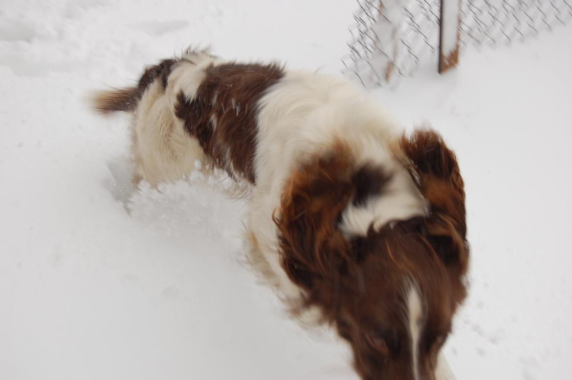 Engelsk springer spaniel Abilds Albert (Asger) billede 32