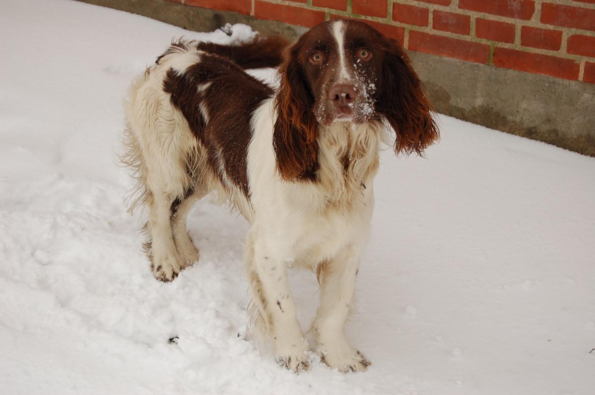 Engelsk springer spaniel Abilds Albert (Asger) billede 41