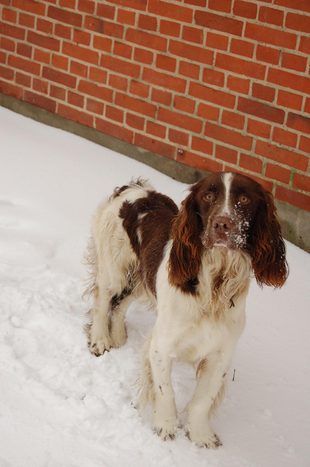 Engelsk springer spaniel Abilds Albert (Asger) billede 42