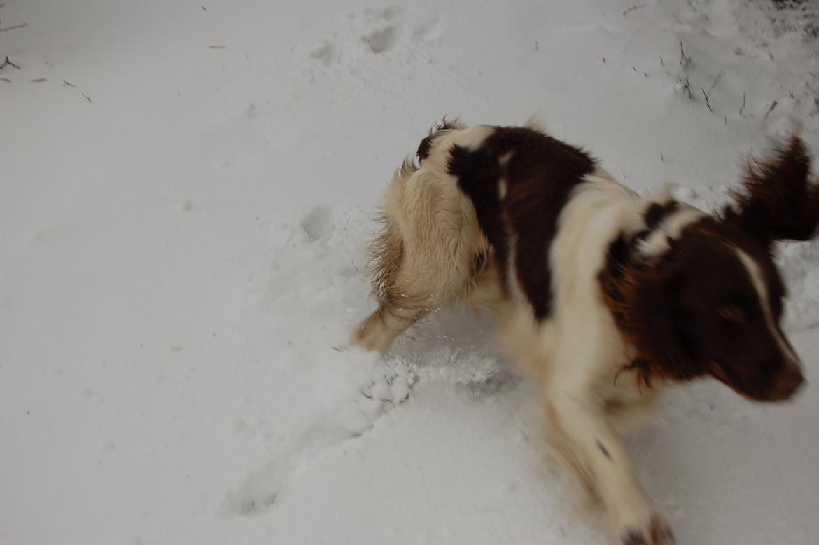 Engelsk springer spaniel Abilds Albert (Asger) billede 43