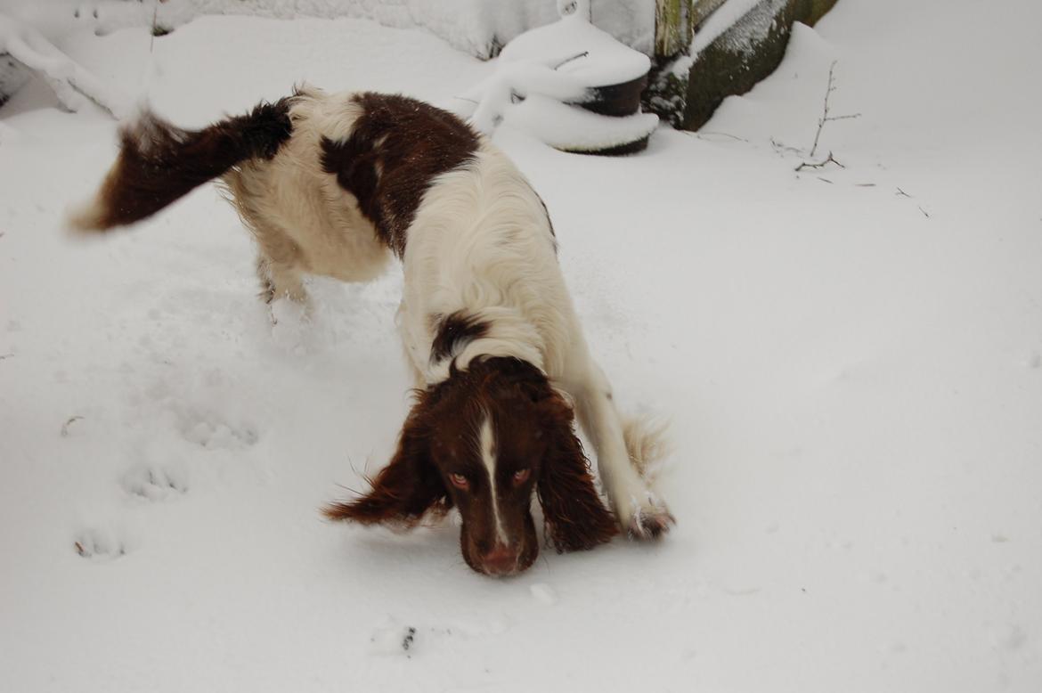 Engelsk springer spaniel Abilds Albert (Asger) billede 44