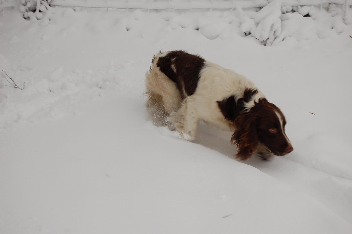 Engelsk springer spaniel Abilds Albert (Asger) billede 45