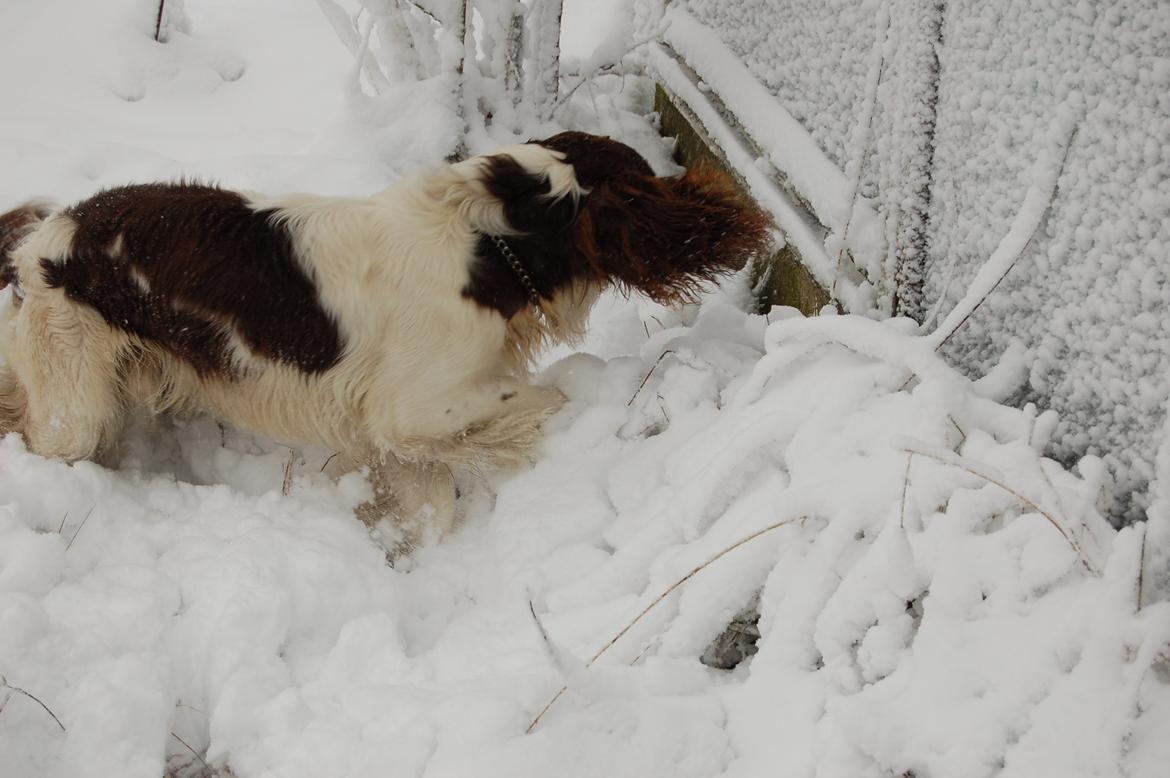 Engelsk springer spaniel Abilds Albert (Asger) billede 46