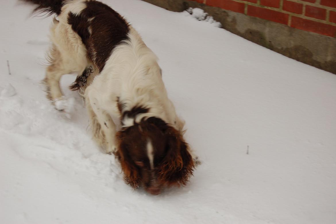 Engelsk springer spaniel Abilds Albert (Asger) billede 40