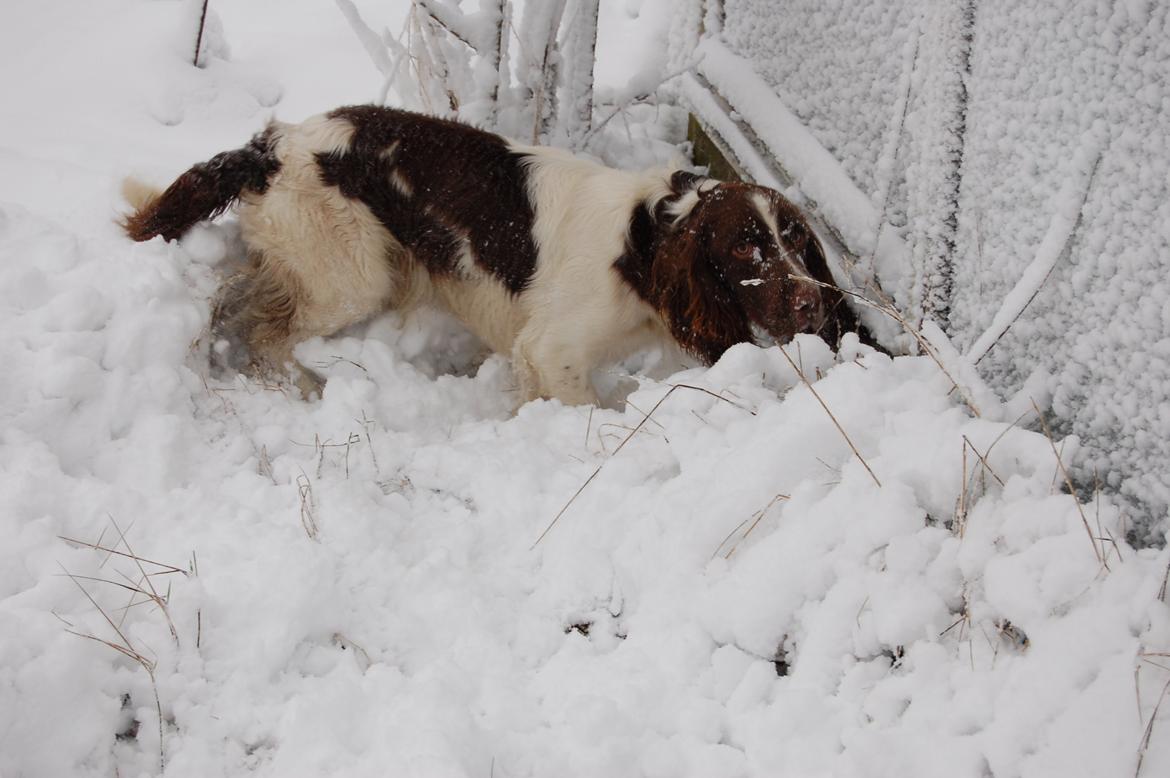 Engelsk springer spaniel Abilds Albert (Asger) billede 47