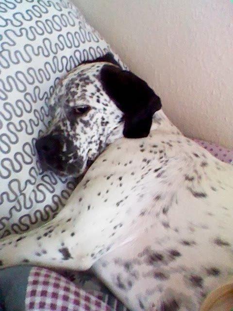 Blanding af racer trunte billede 9