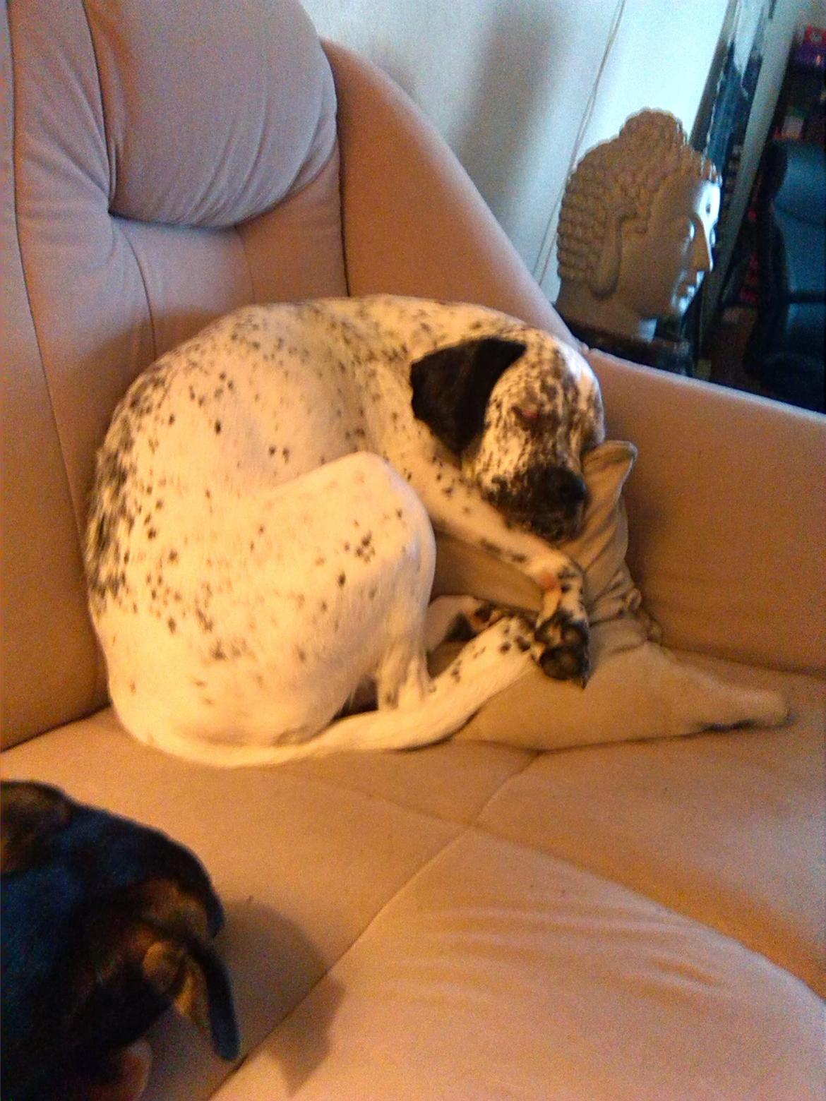 Blanding af racer trunte billede 10