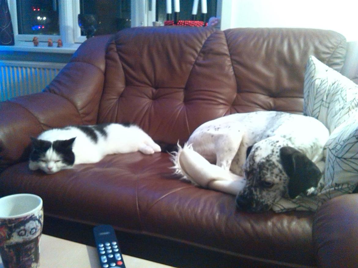 Blanding af racer trunte billede 12