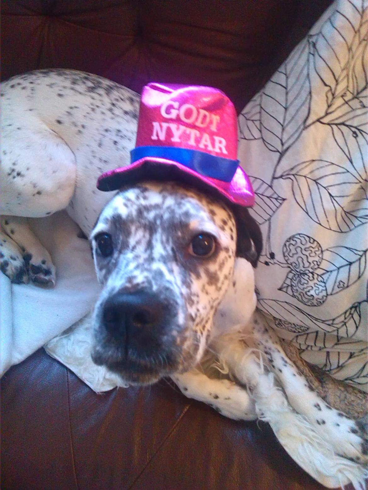 Blanding af racer trunte billede 14