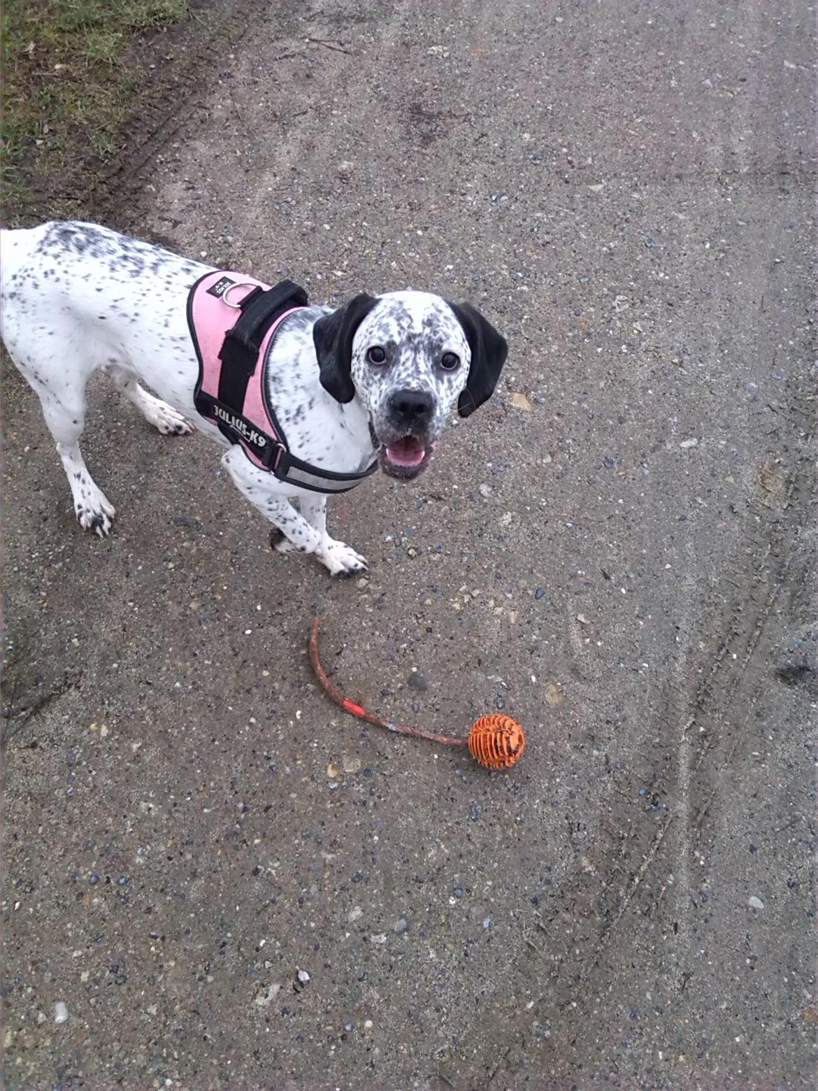 Blanding af racer trunte billede 15