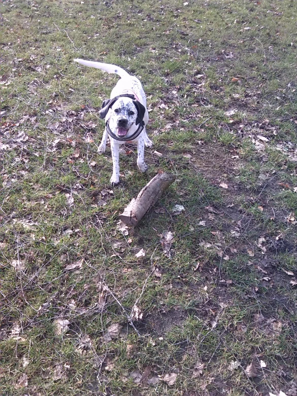 Blanding af racer trunte billede 17