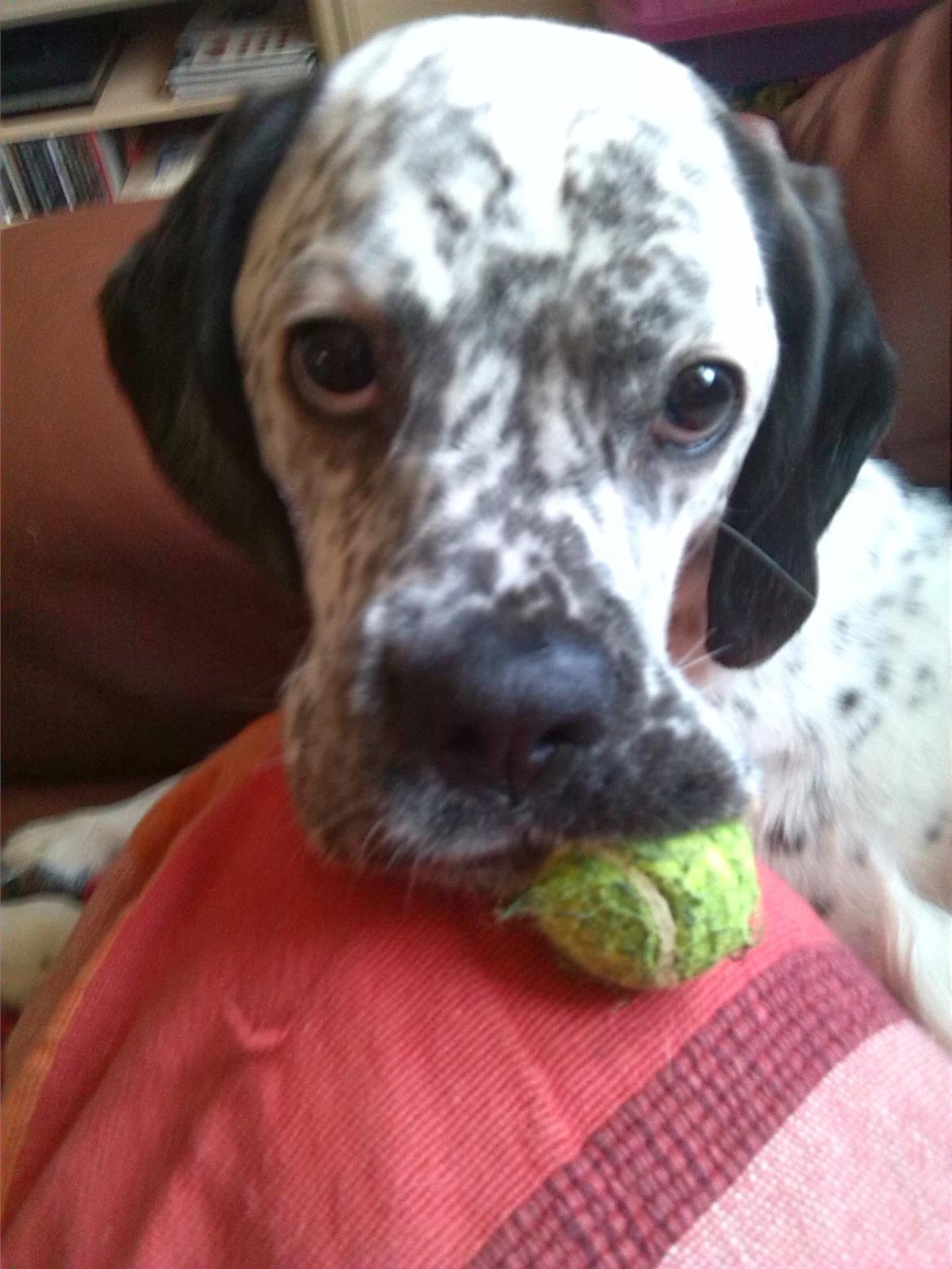 Blanding af racer trunte billede 18