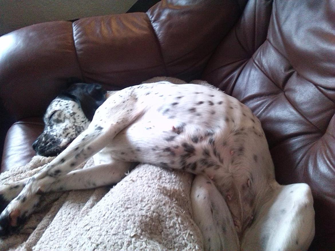 Blanding af racer trunte billede 19