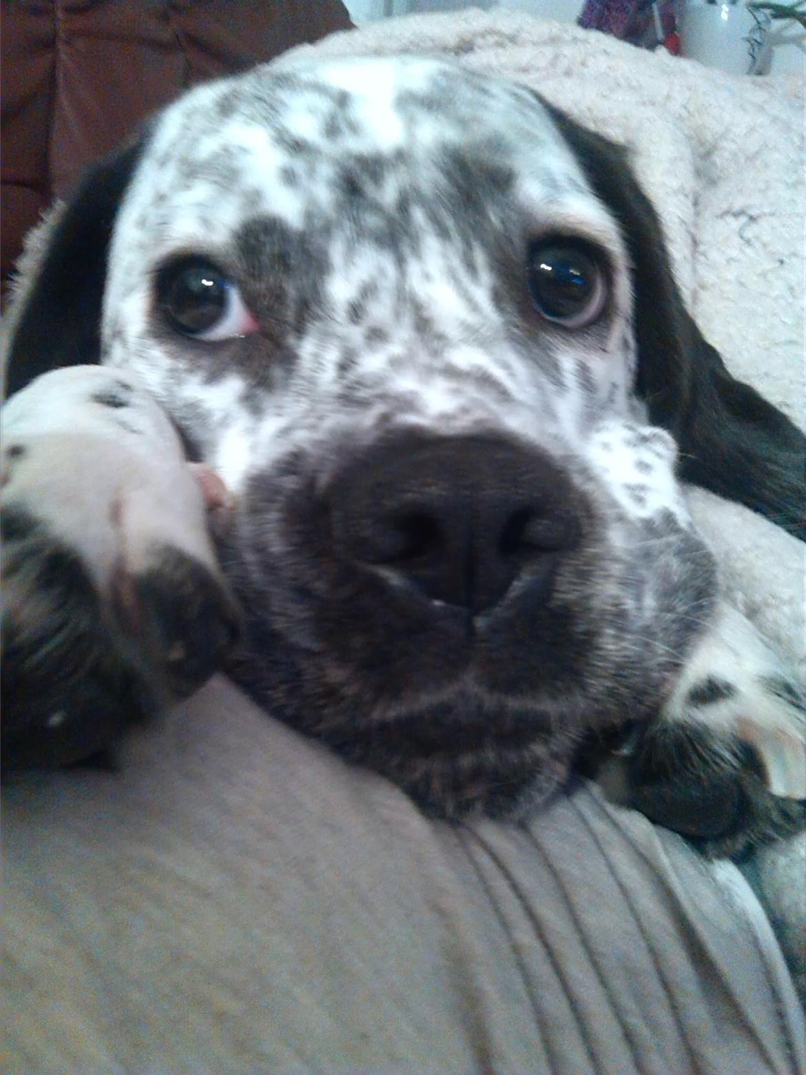 Blanding af racer trunte billede 13