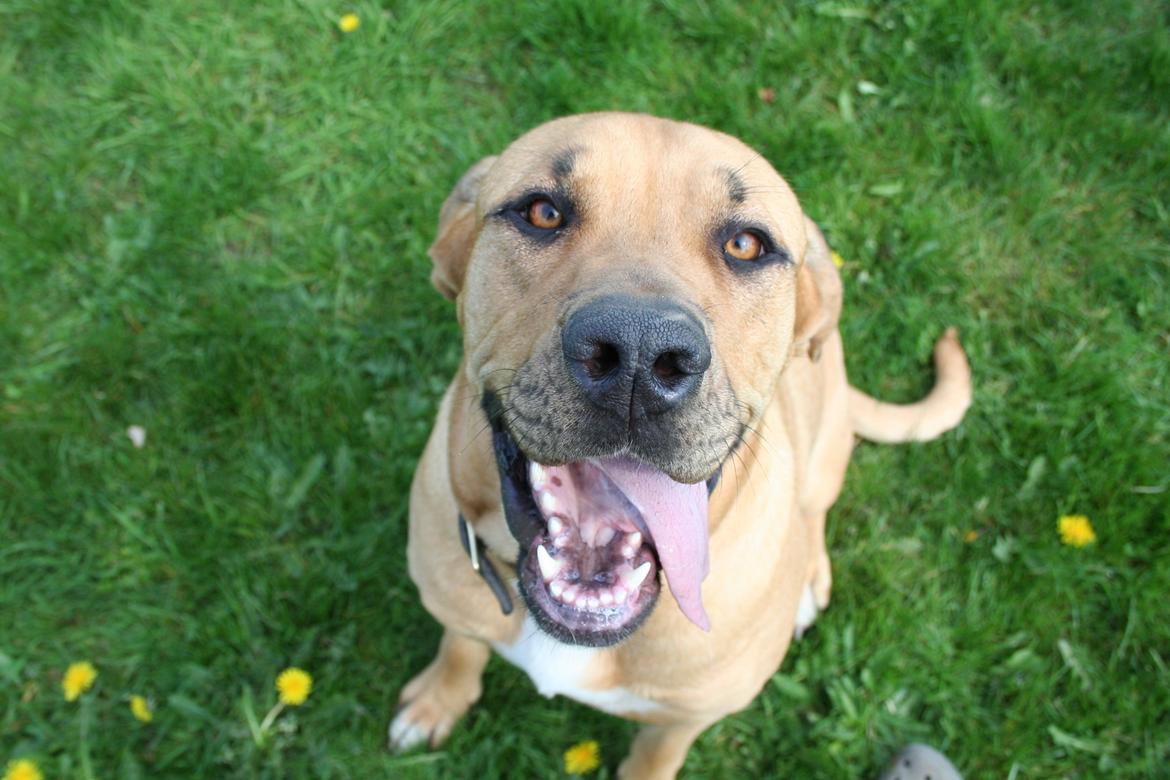 Blanding af racer Boudicca - Bliver helt væk i de her øjne<3 billede 3