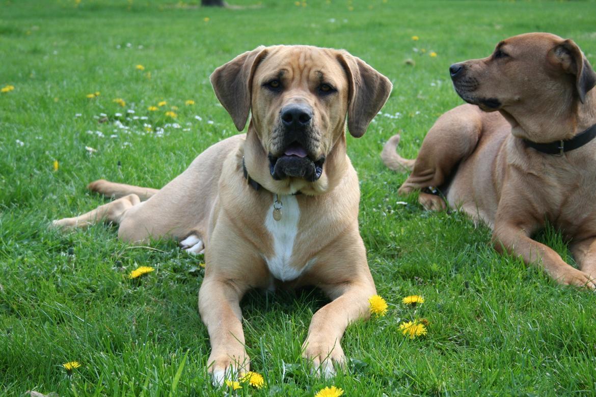 Blanding af racer Boudicca billede 11