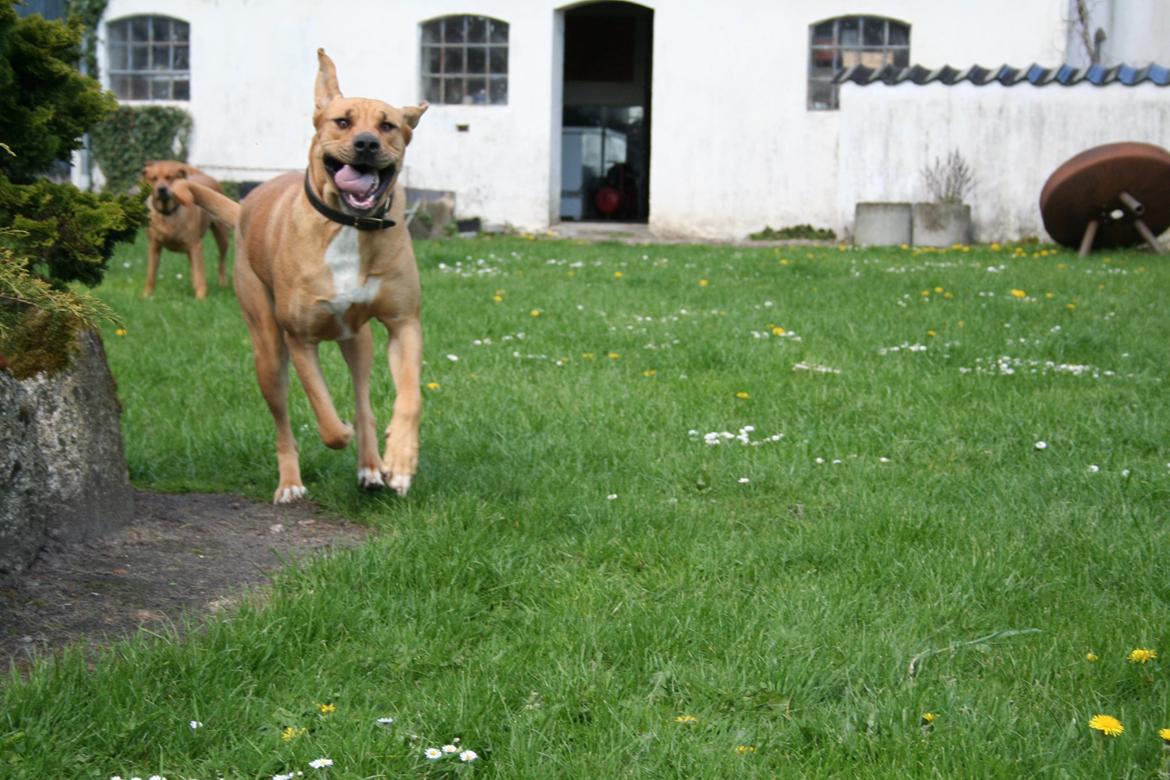 Blanding af racer Boudicca billede 13