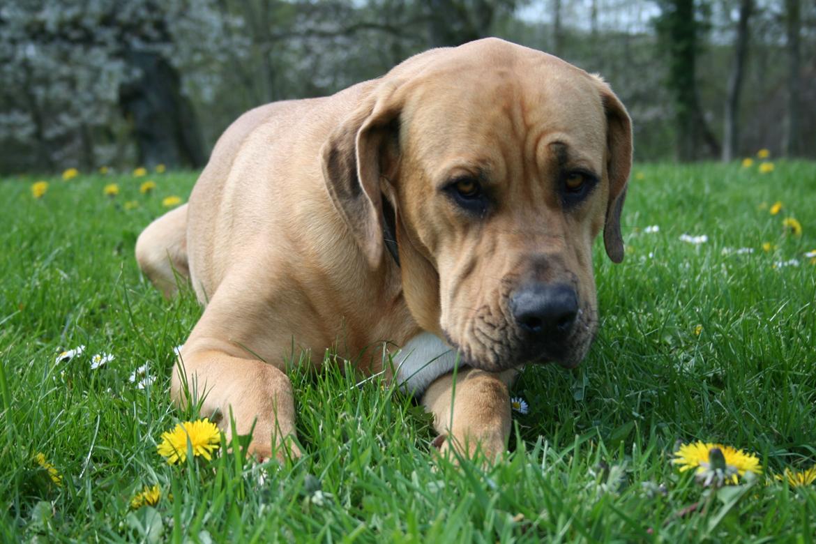 Blanding af racer Boudicca billede 15