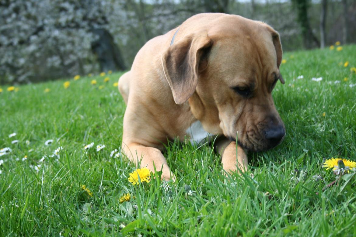 Blanding af racer Boudicca billede 8