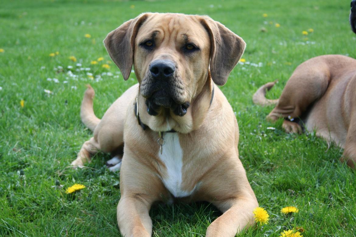 Blanding af racer Boudicca billede 7