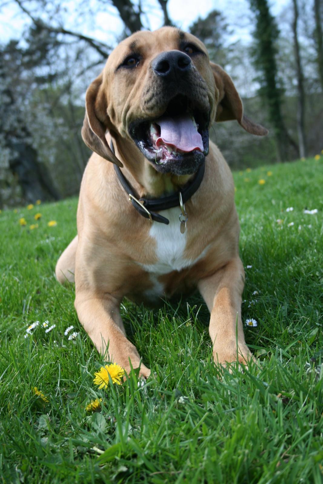 Blanding af racer Boudicca billede 5