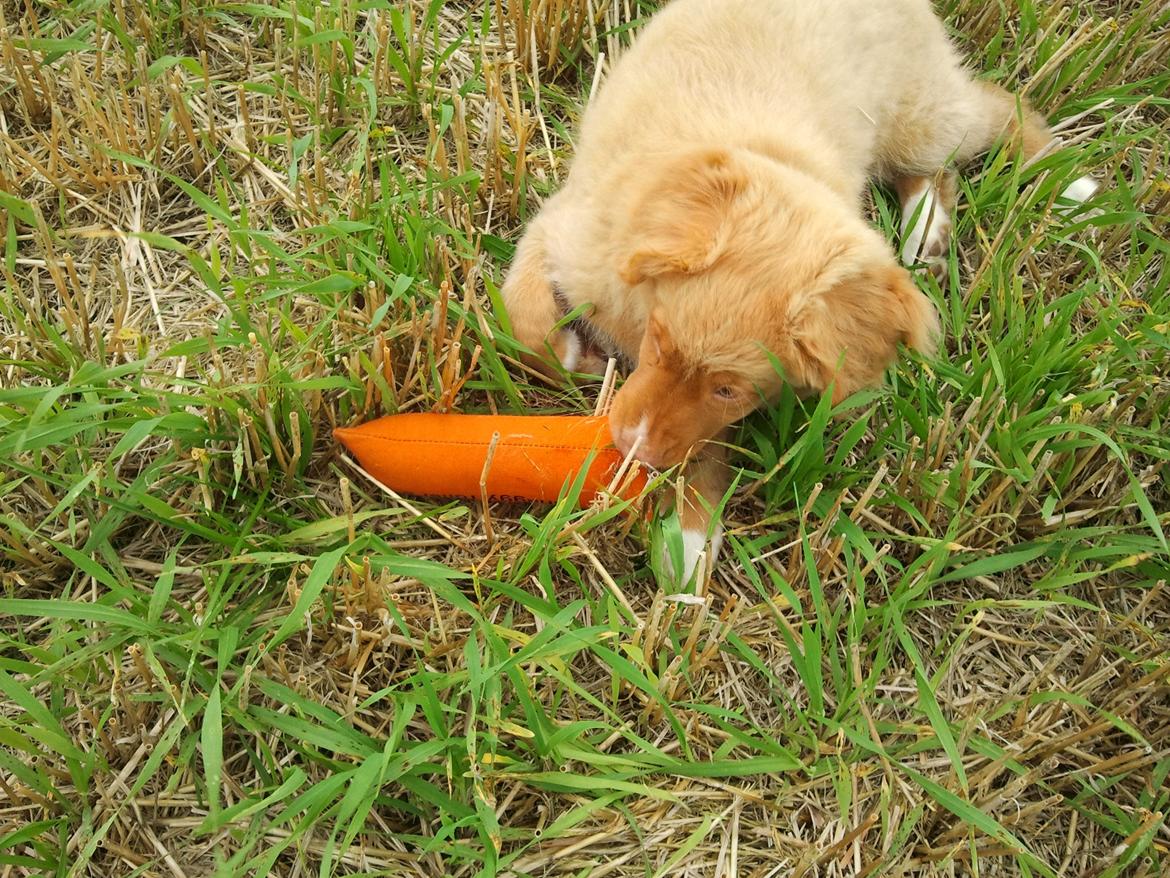 Nova scotia duck tolling retriever Shaggy Toller`s Foxy Ayla billede 19