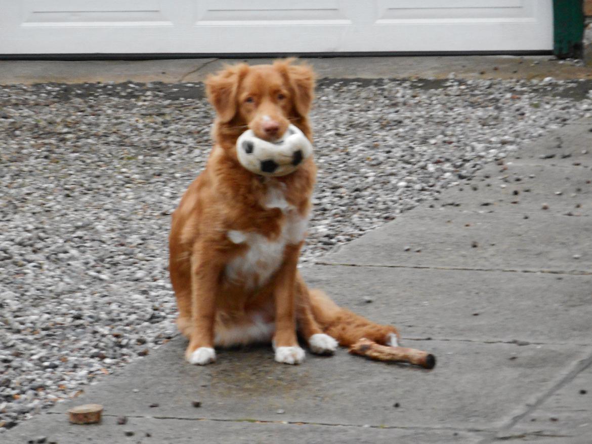 Nova scotia duck tolling retriever Shaggy Toller`s Foxy Ayla billede 15