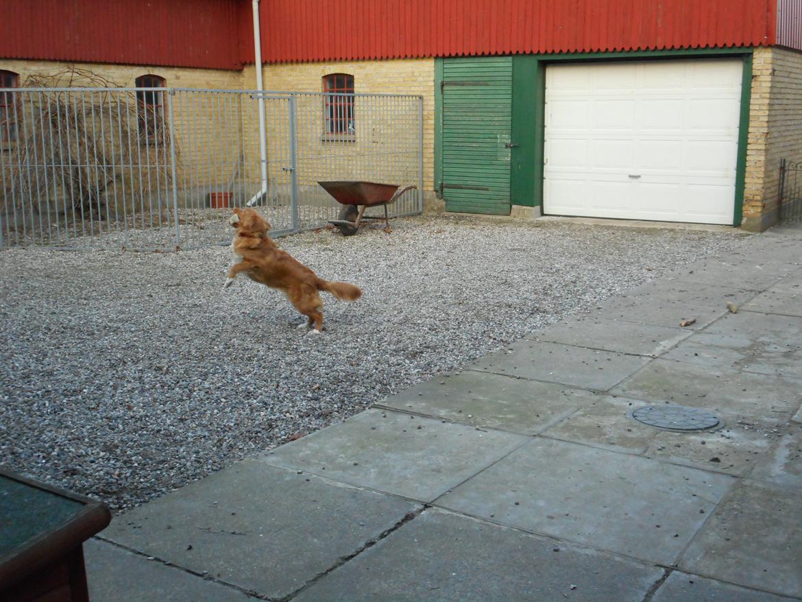 Nova scotia duck tolling retriever Shaggy Toller`s Foxy Ayla billede 16