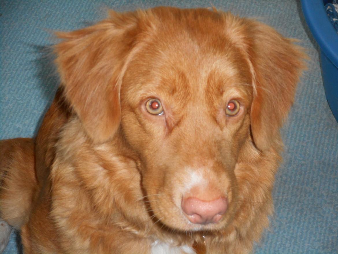 Nova scotia duck tolling retriever Shaggy Toller`s Foxy Ayla billede 5
