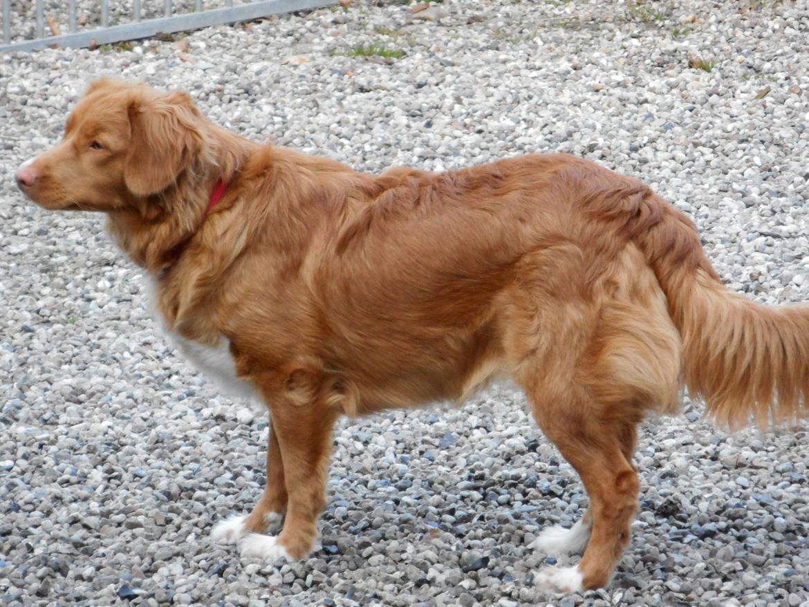 Nova scotia duck tolling retriever Shaggy Toller`s Foxy Ayla billede 17