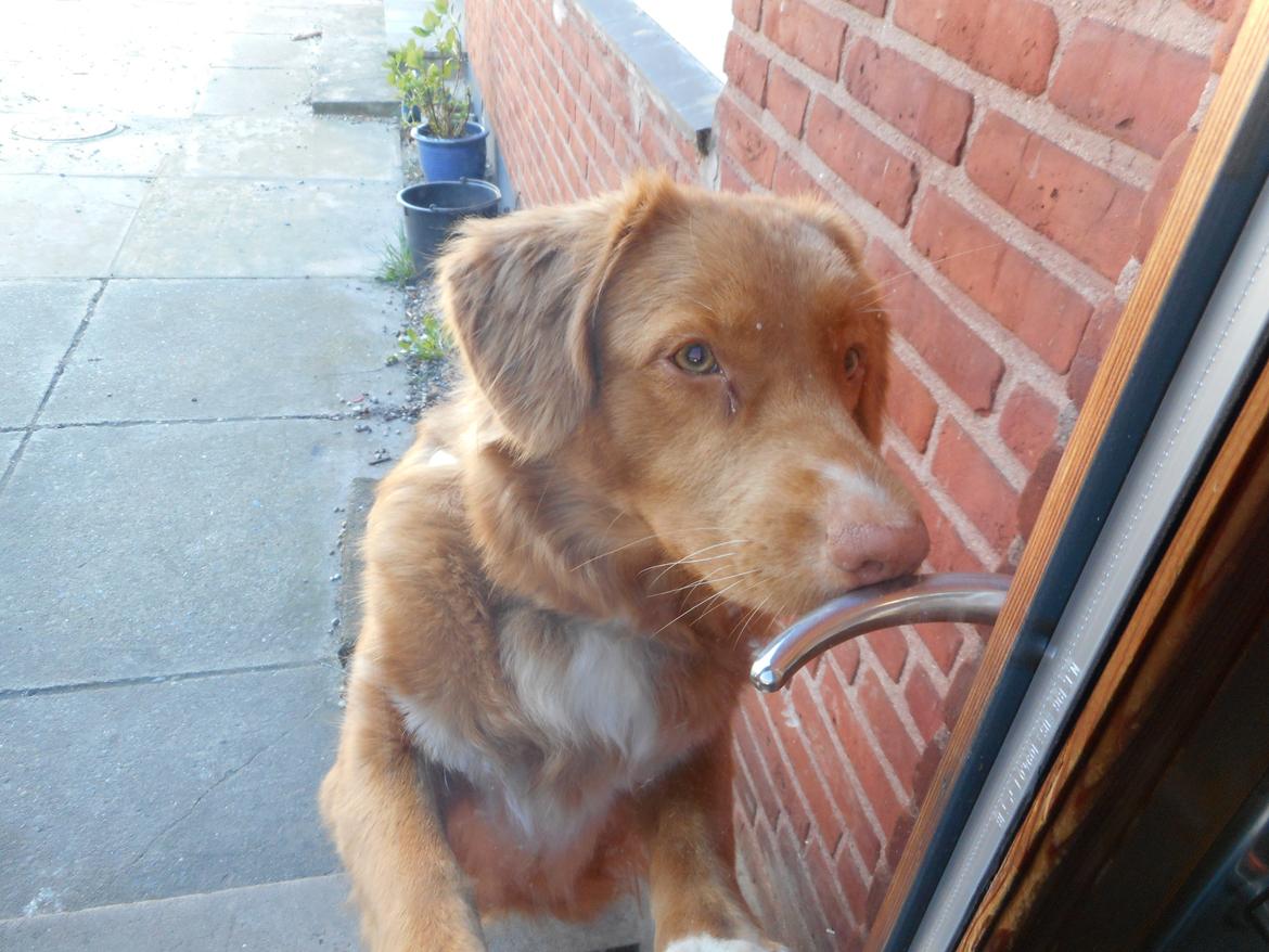 Nova scotia duck tolling retriever Shaggy Toller`s Foxy Ayla - Så luk mig dog ind, eller skal jeg selv åbne døren ?? billede 9