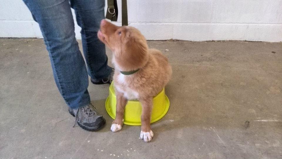 Nova scotia duck tolling retriever Shaggy Toller`s Foxy Ayla billede 20