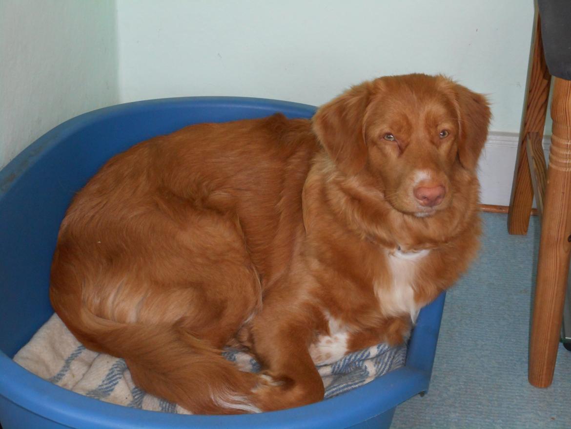 Nova scotia duck tolling retriever Shaggy Toller`s Foxy Ayla billede 18
